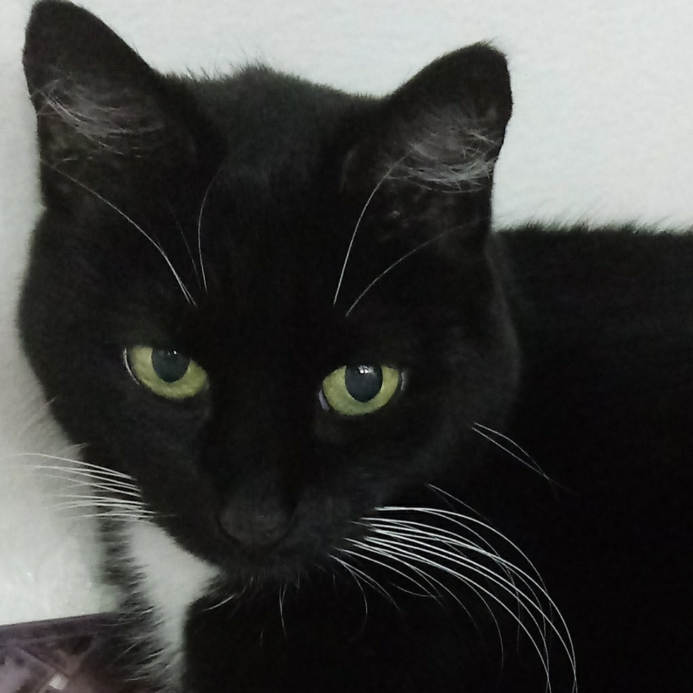 Meet your Posher, Maki